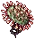 Drosera